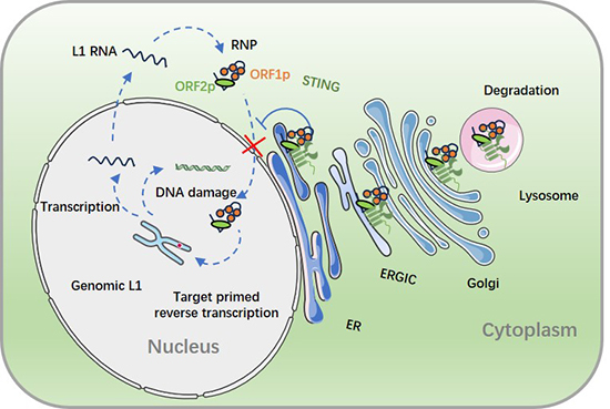 圖示

AI 生成的內容可能不正確。